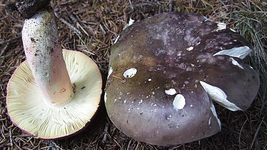 Holubinky patří k nejbarevnějším houbám našich lesů. Poznáte ty jedlé druhy?