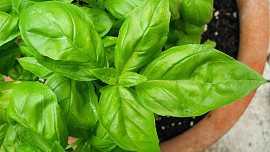 Jak uchovat zahradní bazalku i po ochlazení? Jednoduše si připravte rostliny na zimu