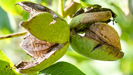 Jak sušit vlašské ořechy? Při vlhkém počasí jsou náchylné k plesnivění