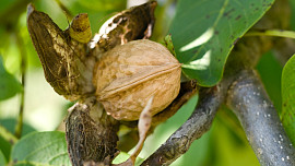 Jak louskat vlašské ořechy. Šetřete svůj čas a využijte jednoduché tipy