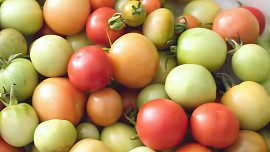 Jak nechat zčervenat zelená rajčata? Při dobré péči vydrží až do listopadu