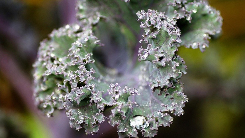 Kadeřávek v kuchyni: Využijte kadeřavé listy kapusty do salátu i teplé polévky