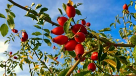 Jak připravit lahodný šípkový čaj? Použijeme šípky čerstvé i sušené, celé nebo drcené