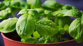 Bylinky ze supermarketu: Jak na to, aby nám bazalka déle vydržela