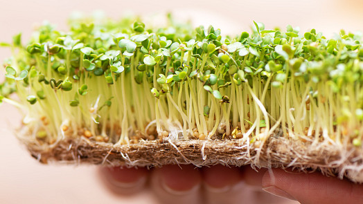 Chyby při nakličování: Obezřetní buďte nejen při zalévání či proplachování