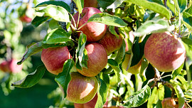 Jak správně sklízet jablka. Díky správnému postupu kvalitní plody dlouho vydrží