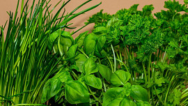 KVÍZ: Jak připravit pažitku na rychlení. Naučte se snadno vypěstovat zelené natě