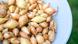 KVÍZ: Jak pěstovat ozimou cibuli. V zimě nevymrzá a poskytuje brzkou sklizeň