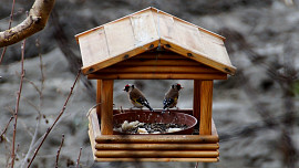 KVÍZ: Kdy začít s přikrmováním ptáčků a co do krmítek dávat či nedávat