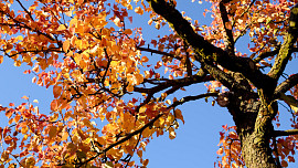 Hrabat nebo nehrabat listí? Každoroční dilema může mít jednoduché řešení