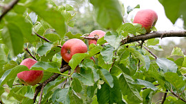 Jak sázet stromky? Podzim je ideální období pro výsadbu prostokořenných dřevin