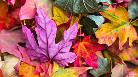 KVÍZ: Naučte se správnou techniku rytí a připravte včas zahradu na zimu