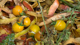 Nemocné rostliny a rajčata napadená plísní nepatří na kompost. Zahradu musíme chránit