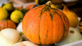 KVÍZ: Jak skladovat dýně. Při dodržení doporučených podmínek vydrží až do jara KVÍZ: Jak skladovat dýně. Při dodržení doporučených podmínek vydrží až do jara
