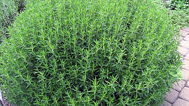 Znáte a používáte čubricu? Bulharská směs koření dává typickou chuť mnoha pokrmům Znáte a používáte čubricu? Bulharská směs koření dává typickou chuť mnoha pokrmům