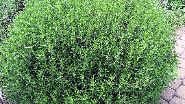 Znáte a používáte čubricu? Bulharská směs koření dává typickou chuť mnoha pokrmům Znáte a používáte čubricu? Bulharská směs koření dává typickou chuť mnoha pokrmům