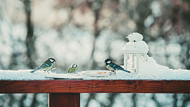 Čím v zimě přikrmovat ptáky? Připravte jim dýňovou specialitu plnou semínek