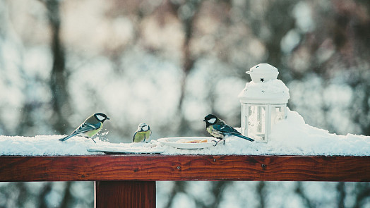 Čím v zimě přikrmovat ptáky? Připravte jim dýňovou specialitu plnou semínek