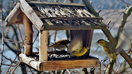 Co ptáčkům dát či nedat do krmítka? V základních bodech vám poradí videonávod