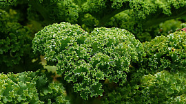 Kadeřávek je mrazuvzdorná zelenina, po přemrznutí je nejchutnější