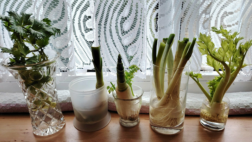 Zelené natě si v zahrádce na okně vypěstujeme i z odřezků ovadlé zeleniny