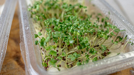 Jak pěstovat microgreens doma? Užijte si zdraví prospěšné výhonky po celý rok