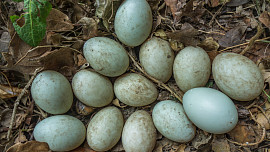 Kachní vejce stojí za ochutnání. Důležitou podmínkou je důkladná tepelná úprava