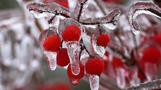 Únorová zahrada ještě odpočívá, ale my se chystáme na jaro, i když je venku zatím sníh