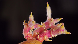 Kdy vysadit rané brambory? Časná výsadba nemusí znamenat pokaždé dřívější sklizeň