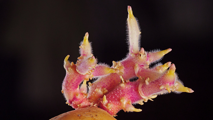 Kdy vysadit rané brambory? Časná výsadba nemusí znamenat pokaždé dřívější sklizeň
