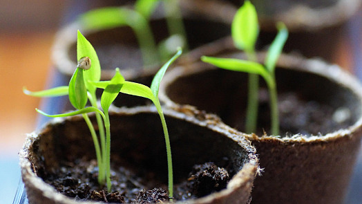 Jak a kdy vysévat semínka paprik, aby včas vyrostly pěkné sazenice