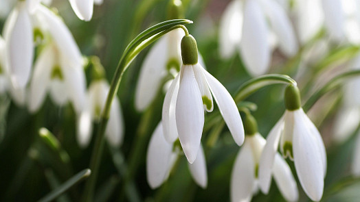Zahrada v březnu: Na co nezapomenout a jak zahájit novou sezonu