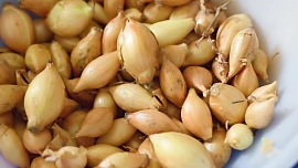 Kdy sázet cibuli sazečku? Jarní termín, správná hloubka, rozestupy i péče o záhon