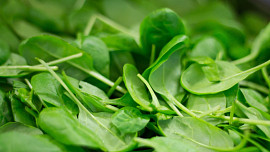 Jak na časnou sklizeň špenátu? Jak co nejrychleji vypěstovat svěží a chutné listy