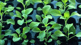 Výsevy zeleniny v domácích podmínkách: Co semínka pro vyklíčení nejvíce potřebují