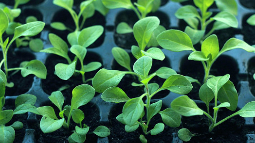 Výsevy zeleniny v domácích podmínkách: Co semínka pro vyklíčení nejvíce potřebují