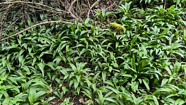 Jak sbírat medvědí česnek? Poradíme, na co si dát pozor i jak ho bezpečně poznat