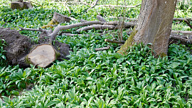 Kam a kdy vyrazit na medvědí česnek? Doneste si z procházky jarní poklad našich lesů