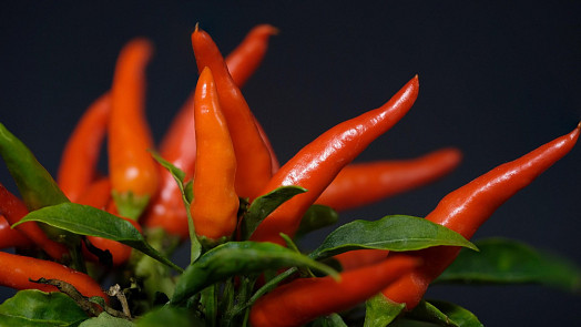 Jak a kdy vysévat chilli papričky. Naučte se postup podle instruktážního videa