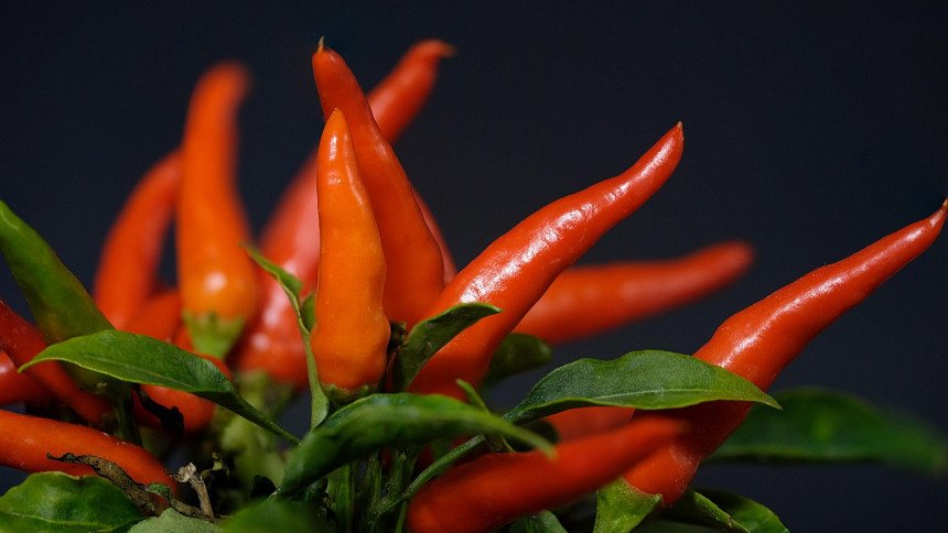 Jak a kdy vysévat chilli papričky. Naučte se postup podle instruktážního videa