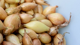 Kdy sázet a jak pěstovat cibuli? Nejdůležitější rady shrnuté v instruktážním videu