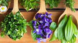 Divoké jarní byliny: Načerpejte energii z přírody s pomocí prvních zelených lístků