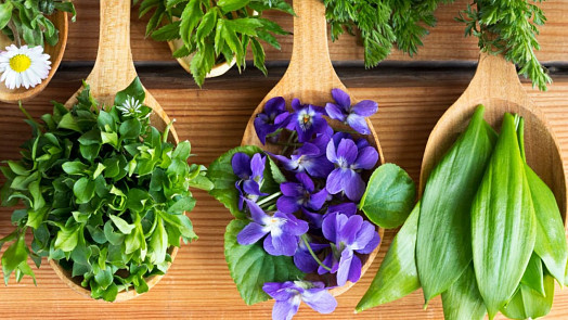 Divoké jarní byliny: Načerpejte energii z přírody s pomocí prvních zelených lístků