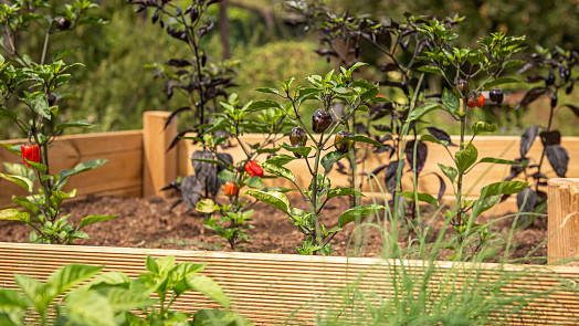 Jak na vyvýšené záhony. Instruktážní video ukáže, jak mít z menší plochy větší úrodu