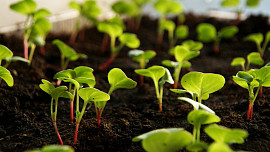 Jak pěstovat ředkvičky? Zajistěte si časnou úrodu nenáročné jarní zeleniny