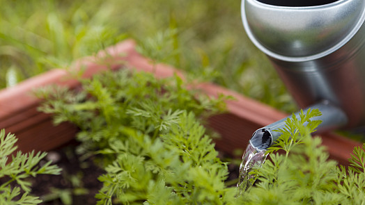 Jak vyplnit vyvýšené záhony pro dobrou úrodu. I z malé plochy budete bohatě sklízet