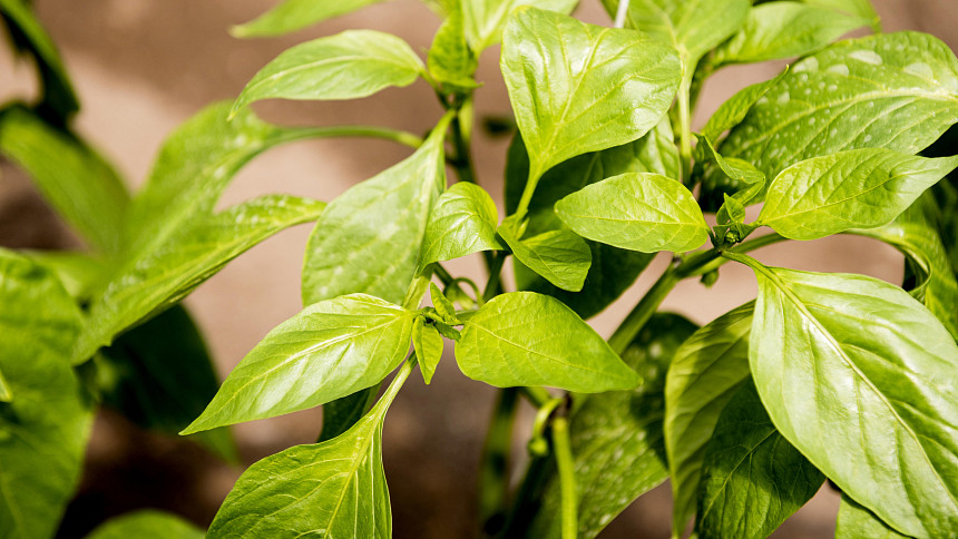 7 nejčastějších chyb při pikýrování paprik: Důležité rady pro nezkušené pěstitele