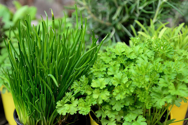 Pažitka nebo petrželka