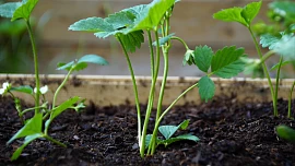 Jak na jarní výsadbu jahodníků? Desatero rad pro sladkou úrodu výtečných plodů