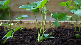 Jak na jarní výsadbu jahodníků? Desatero rad pro sladkou úrodu výtečných plodů